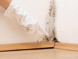 Best Asbestos and Lead Testing During Mold Inspection in Hampton Manor, NY